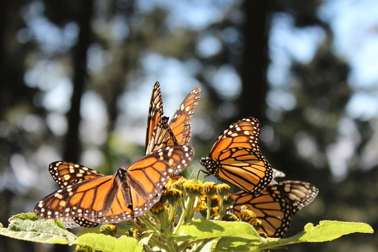 Tournée des papillons monarques au Mexique : Sierra Chincua et AngangueoPetit groupe