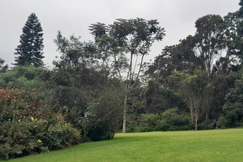 De Nairóbi: excursão de um dia à fazenda de chá Kiambethu