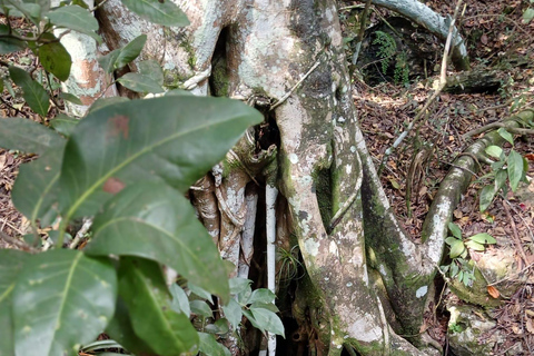 Guided Primeval Nature Walk Tour