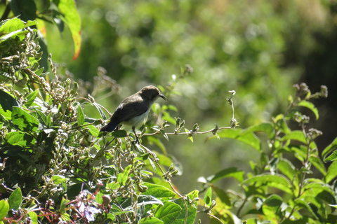 Addis Ababa: 8-Day Bale Mountains Birdwatching Tour