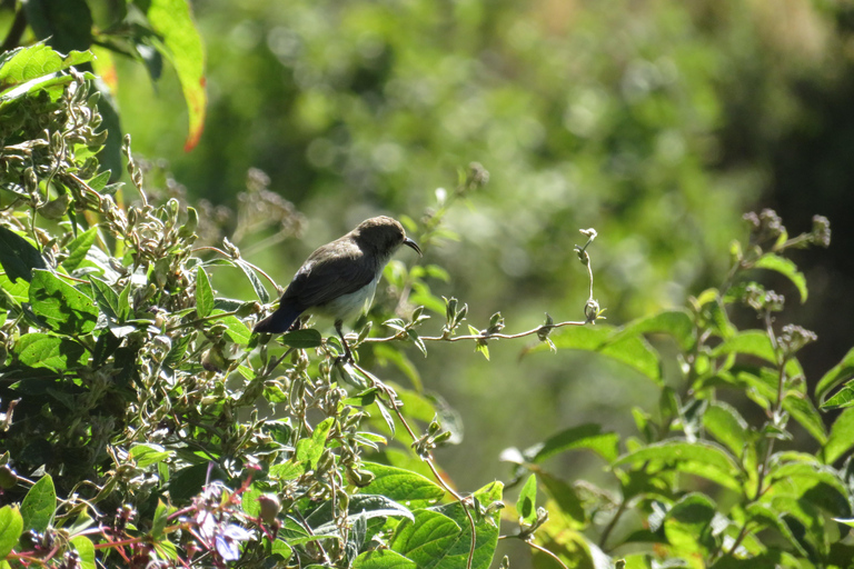 Addis Ababa: 8-Day Bale Mountains Birdwatching Tour