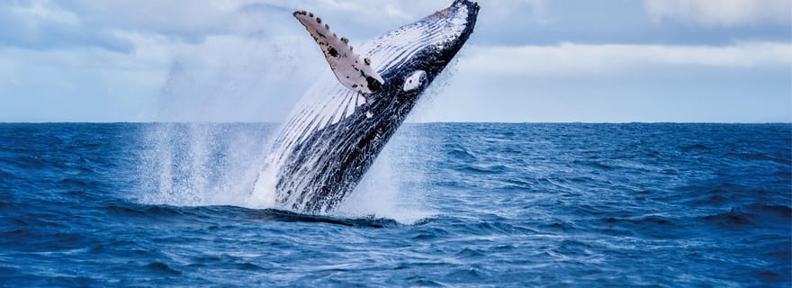 Observation des baleines sur la côte ouest d'O'ahu et plongée avec masque et tuba pour les tortues