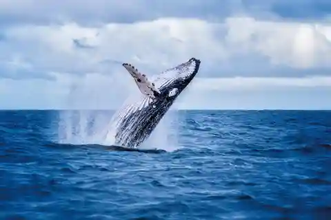 O'ahu West Coast Whale Watching and Turtle Snorkeling