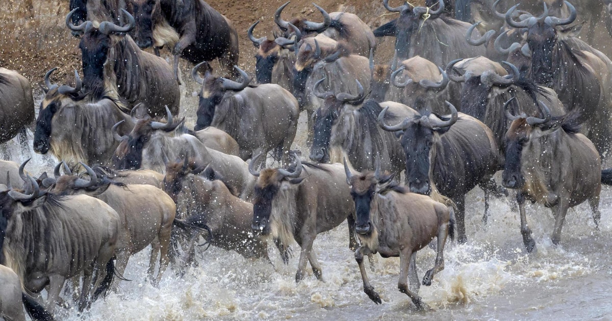 The Best 8 Days Serengeti Wildebeest Migration Safari GetYourGuide