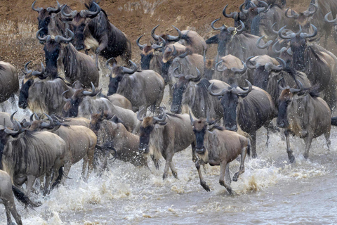 Safari de 3 días en camping por el Serengeti y el cráter del Ngorongoro