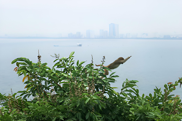 From Da Nang: Wildlife watching, Douc Langurs watching