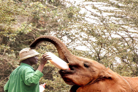 Nairobi;Elefanternas barnhemDavid Sheldrick: Barnhem för elefanter