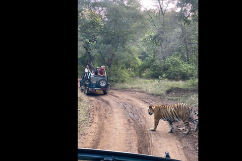 Jednodniowa wycieczka z Jaipur do Ranthambore