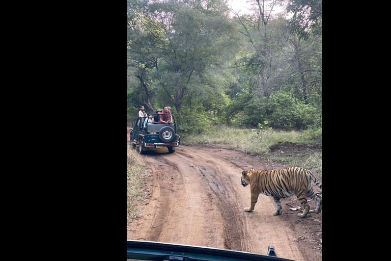 Jednodniowa wycieczka z Jaipur do Ranthambore