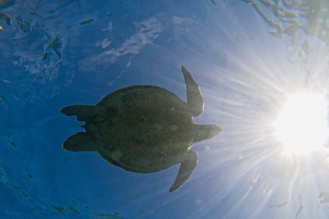 Mirissa, Sri Lanka: Guided Eco Turtle Snorkel & GoPro Videos