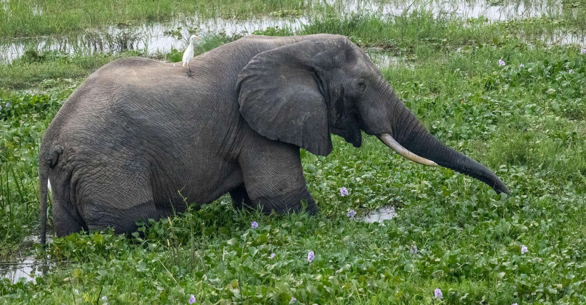 8 Day Big 5 Trip To Murchison Falls And Gorilla Trekking - Housity