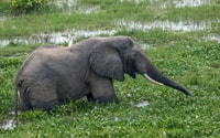 Viaje de 8 días Big 5 a Murchison Falls y Gorilla Trekking - Housity