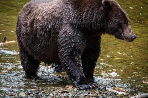 Hoonah: Ricerca di orsi bruni sull'isola di ChichagofHoonah: ricerca dell'orso bruno dell'isola di Chichagof