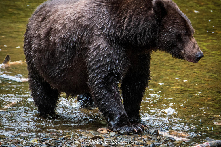 Hoonah: Ricerca di orsi bruni sull'isola di ChichagofHoonah: ricerca dell'orso bruno dell'isola di Chichagof