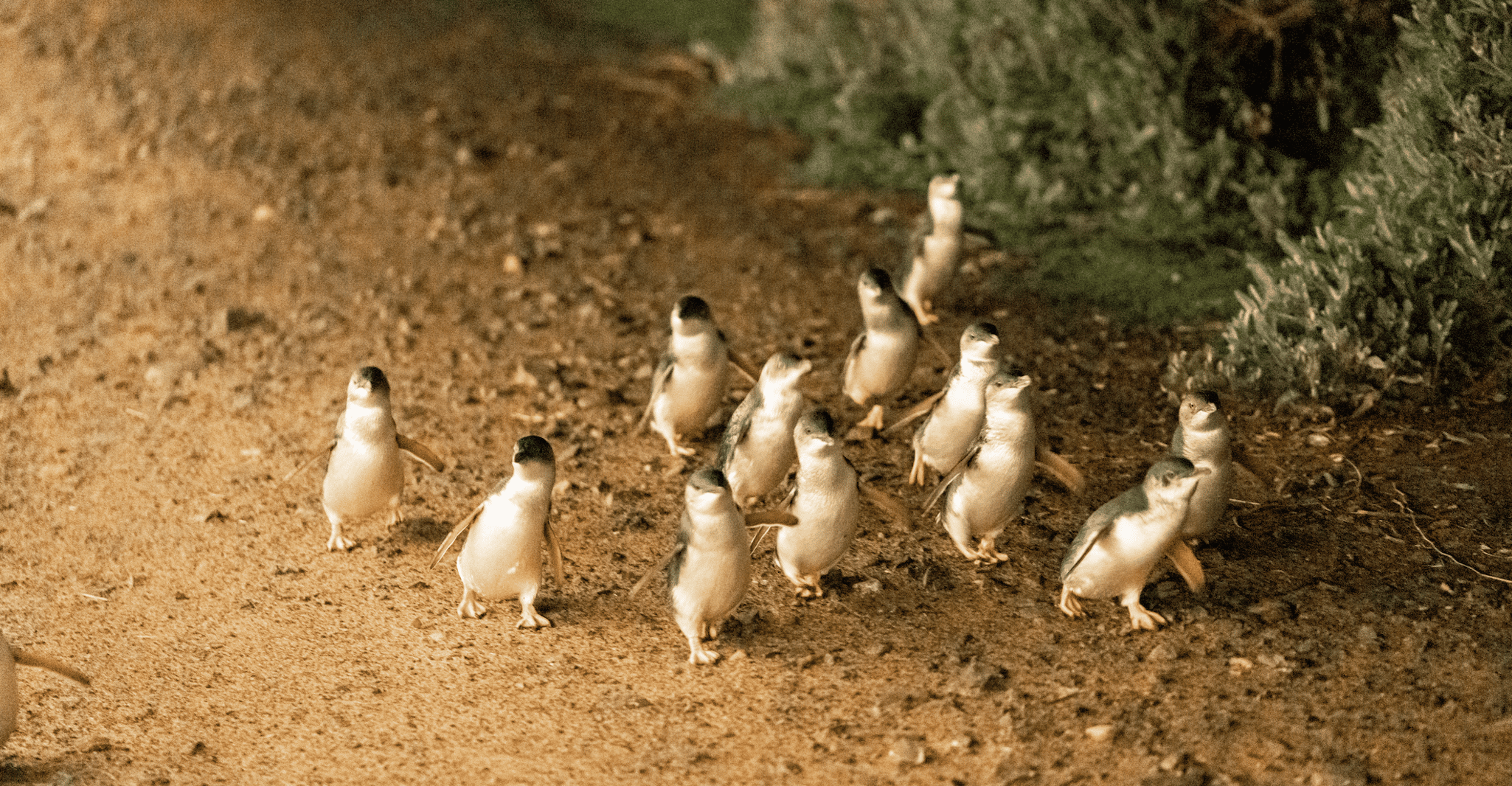 Melbourne: Boutique Phillip Island Wine, Dine & Penguin Tour photo 8