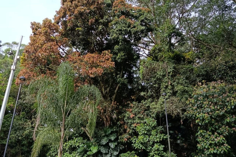 Medellín : plus qu'Escobar Visite guidée à piedMedellín : visite guidée à pied au-delà d'Escobar