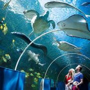 Cebu: Above the City, Beneath the Sea