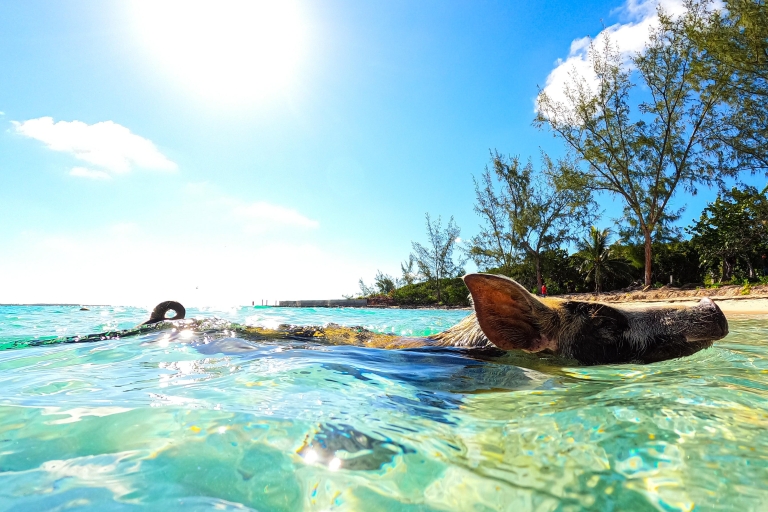 Visite d'une demi-journée de l'île Rose avec un groupe de cochons nageurs et de tortues de merVisite d'une demi-journée de l'île Rose à la nage avec des cochons en groupe