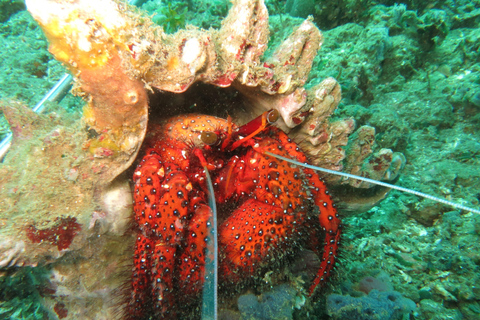 Chania: Snorkelen op een zeescooter rondvaart