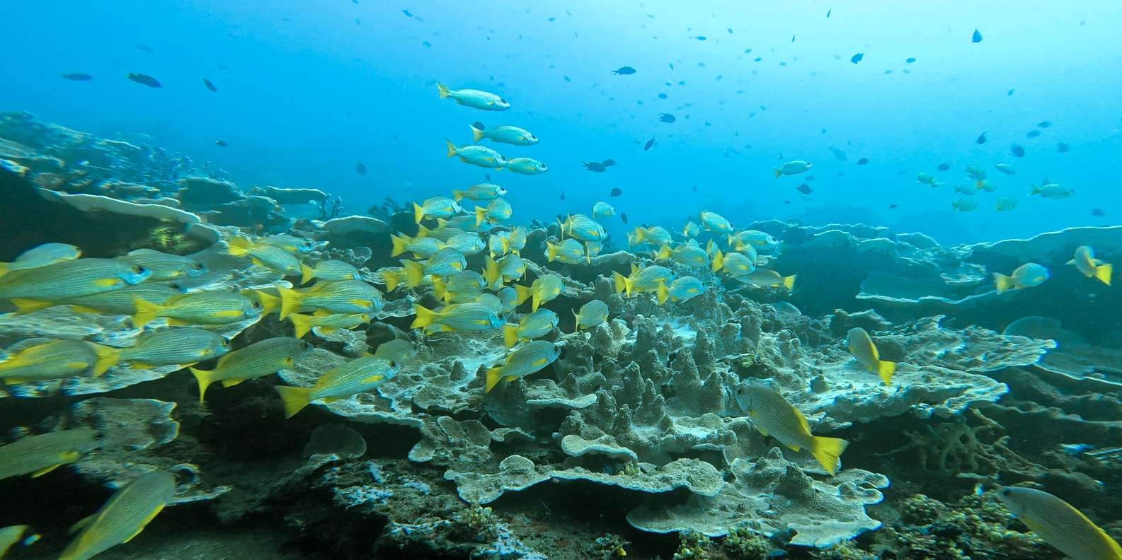 Bali snorkeling tour — underwater marine life and coral reefs — image 4