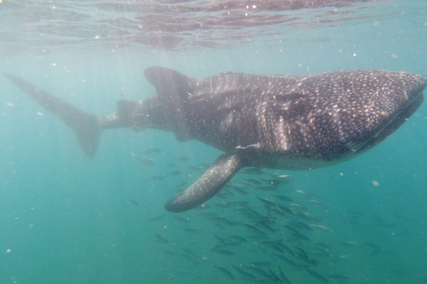 Small group Whale Shark snorkeling in La Paz, BCS, Mexico