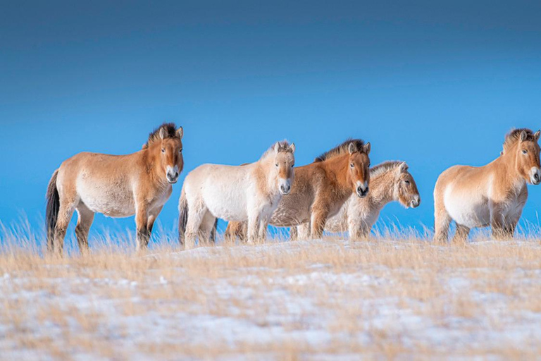 Semi Gobi overnight with nomad and Khustai national park