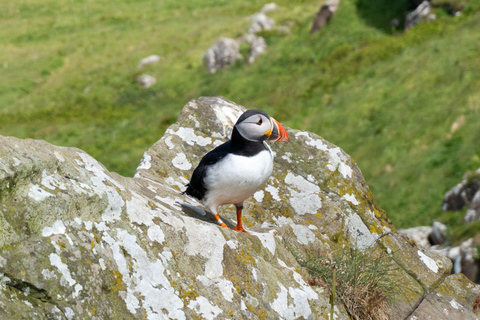 From Inverness: North Coast 500 Day Trip with Castle Visit