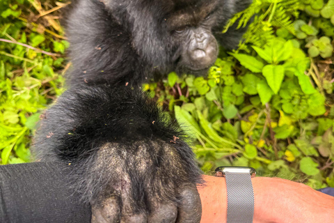 Kigali: tour di 4 giorni tra gorilla e scimpanzéKigali: tour di 4 giorni con trekking tra gorilla e scimpanzé