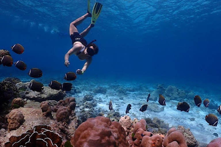 Depuis Khao Lak : Excursion d&#039;une journée aux îles Similan avec plongée en apnéeKhao Lak : Excursion d&#039;une journée aux îles Similan avec plongée en apnée le matin