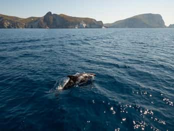 Ponza: Palmarola & Ponza Island Cruise with Swimming & Lunch
