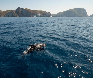Ponza: Palmarola & Ponza Island Cruise with Swimming & Lunch