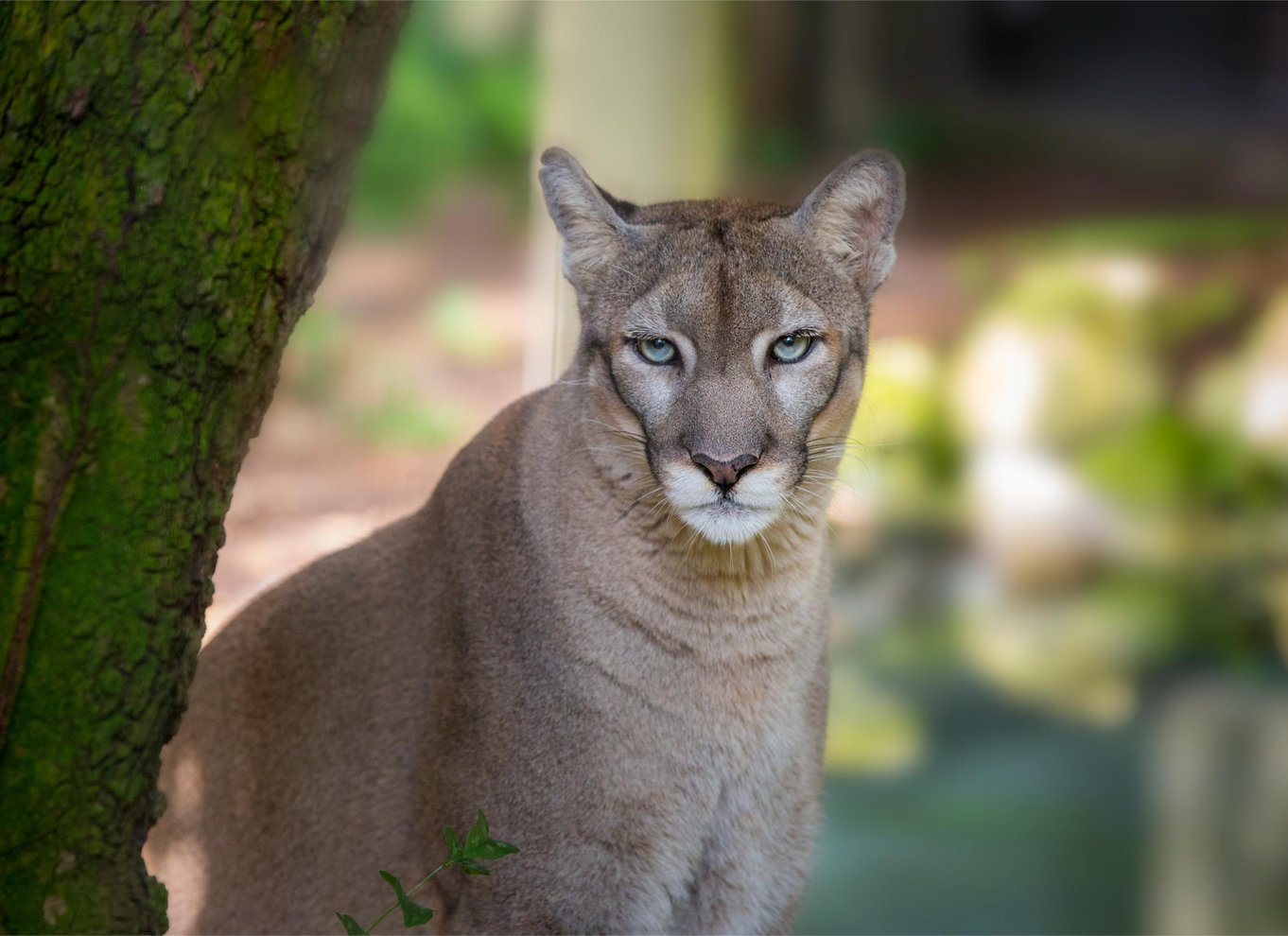 Tampa: Adgangsbillet til ZooTampa i Lowry Park