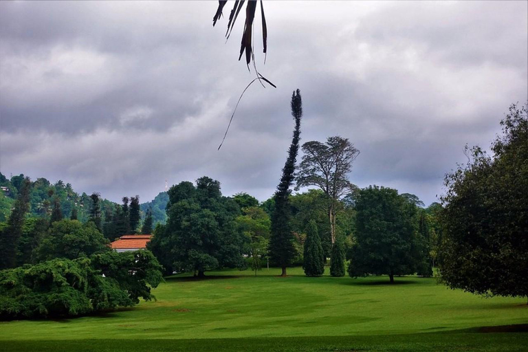 Kandy: Royal Botanical Garden & Tea Factory Tour Pick & Drop Without Entry Ticket in Royal Botanical Garden