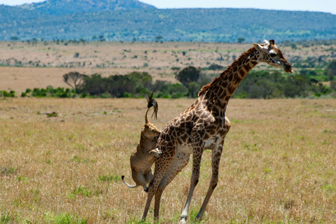 4 Day Kenya Parks Safari: Masai Mara, Lake Nakuru & Aberdare 4 Days Masai Mara & Nakuru Budget Group Joining Safari