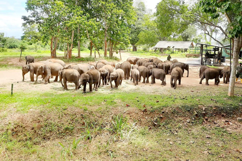Bentota/Mirissa/Hiriketiya/Tangalle: Ella Scenic Day Tour Udawalawe Elephant Transit Home & Ella Day Tour