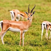 Agadir ou Taghazout Souss Park Animaux sauvages - Hizvo