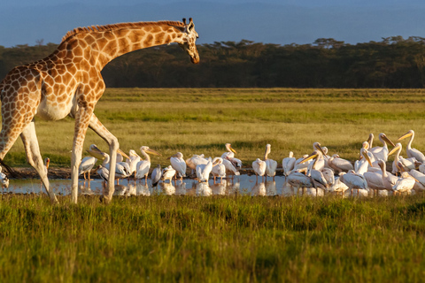 Nairobi: Lake Nakuru National Park &amp; Lake Naivasha Day Tourr