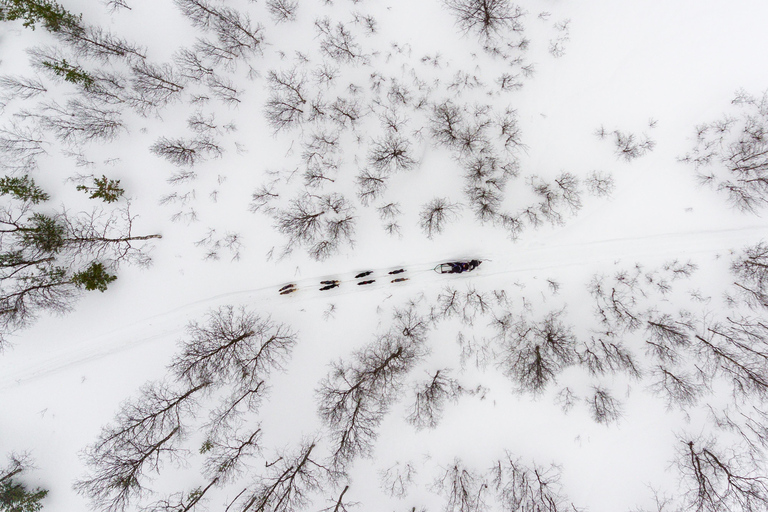 From Tromsø: Advanced Dog Sledding Tour at Camp Tamok Advanced Dog Sledding Tour: Daytime Departure