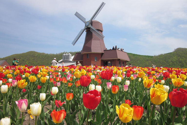 Eastern Hokkaido: Shibazakura & Tulip Park Day Tour Sapporo TV Tower Departure