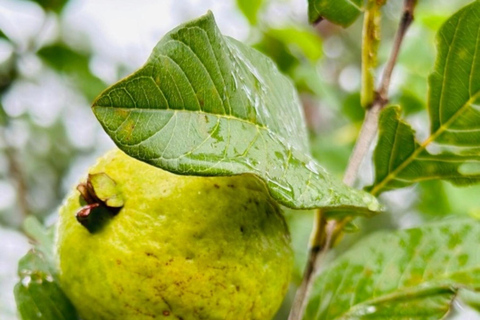Nadi: Wycieczka do wodospadu z przekąskami i lunchemNadi: Wycieczka do wodospadu z poczęstunkiem i lunchem