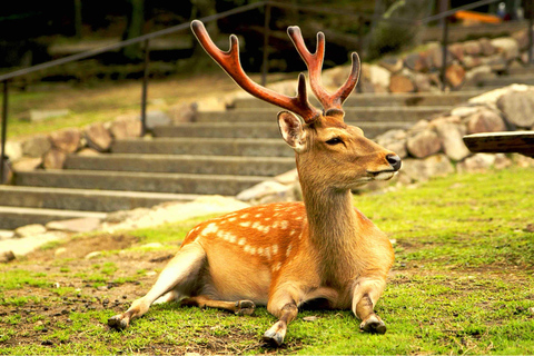 From Osaka/Kyoto: Nara Private Day Tour with Hotel Pickup From Kyoto: Nara Private Tour with Hotel Pickup & Guide