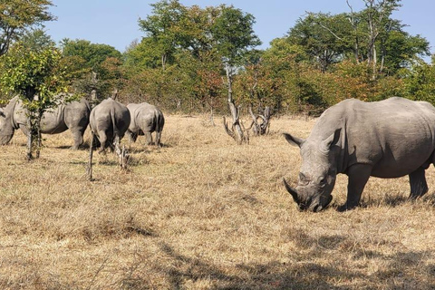 Livingstone: Game Drive And Rhino Walk Experience