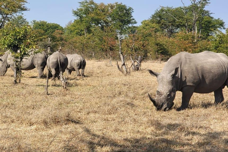 Livingstone: Game Drive And Rhino Walk Experience