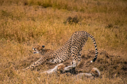 Arusha: 5-Day Joining Safari with Mount Kilimanjaro Day Hike