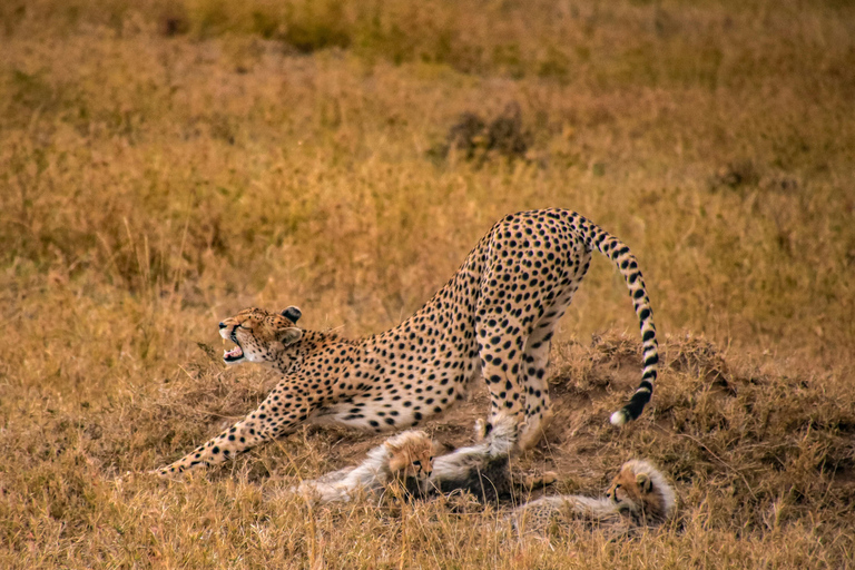 Arusha: 5-Day Joining Safari with Mount Kilimanjaro Day Hike