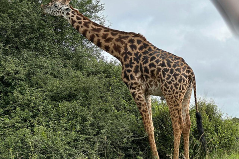 Nairobi National Park Half-Day Safari – Wildlife Game Drive