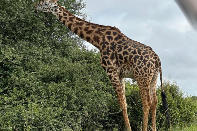 Nairobi National Park Half-Day Safari – Wildlife Game Drive