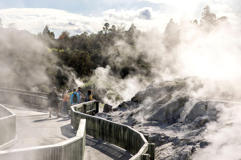 Rotorua: Glowworm Cave, Redwoods Forest & Te Puia Tour