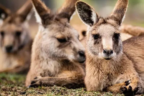 Hobart: Zoo, Museum, and Mount Wellington Day Trip