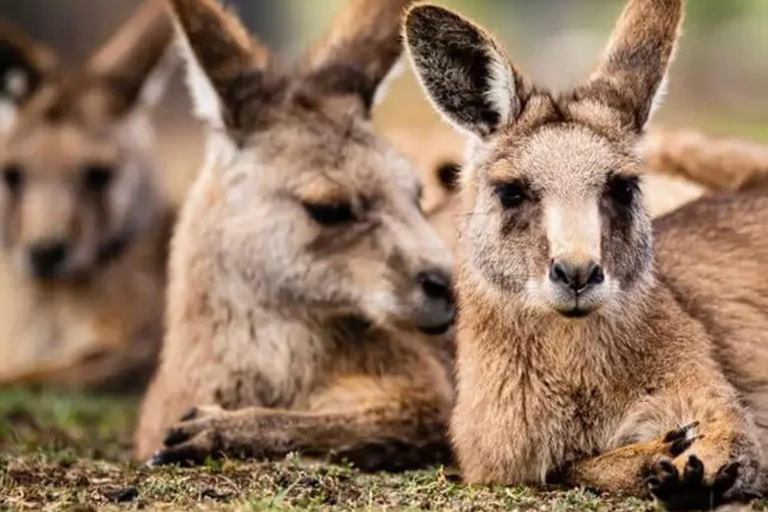 Hobart: Zoo, Museum, and Mount Wellington Day Trip